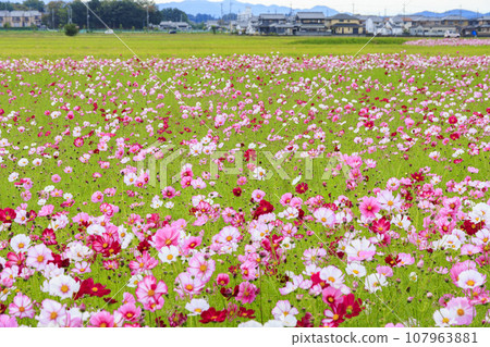 藤原宮遺址盛開 藤原宮遺址盛開 107963881