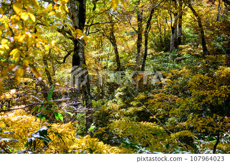 Colorful forest scenery 107964023