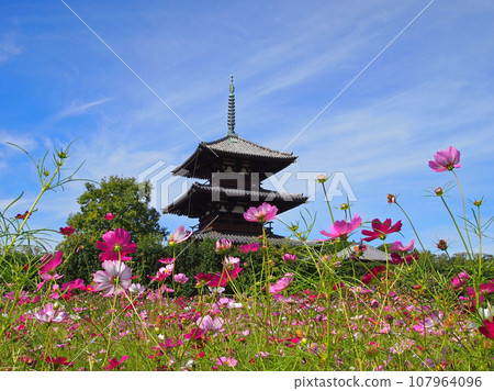 弘基寺和波斯菊II 弘基寺和波斯菊II 107964096