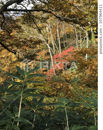 山坡染上秋色 107964411