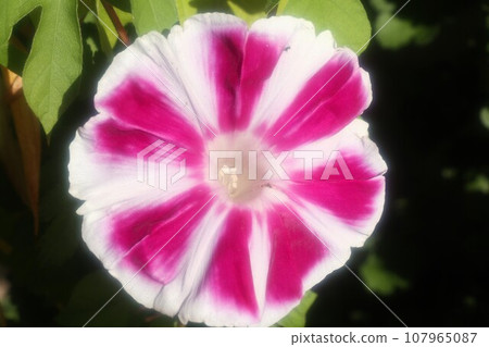 Summer flower: morning glory: morning glory flower: morning glory: garden flower bed Summer flower: morning glory: morning glory flower: morning glory: garden flower bed 107965087