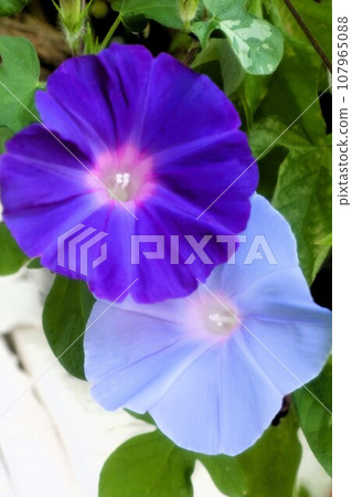 Summer flower: morning glory: morning glory flower: morning glory: garden flower bed Summer flower: morning glory: morning glory flower: morning glory: garden flower bed 107965088