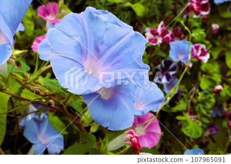 Summer flower: morning glory: morning glory flower: morning glory: garden flower bed Summer flower: morning glory: morning glory flower: morning glory: garden flower bed 107965091