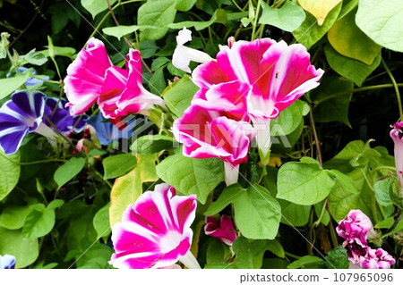 夏季花卉: 牽牛花: 牽牛花 花卉: 牽牛花: 花園花壇 夏季花卉: 牽牛花: 牽牛花 花卉: 牽牛花: 花園花壇 107965096
