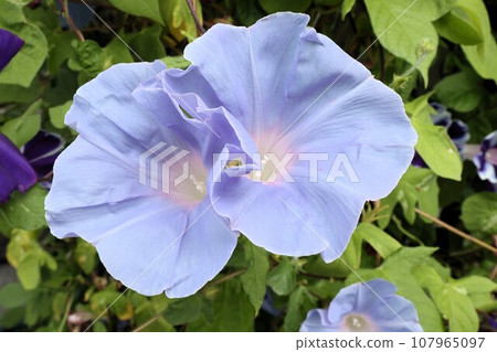 夏季花卉: 牽牛花: 牽牛花 花卉: 牽牛花: 花園花壇 夏季花卉: 牽牛花: 牽牛花 花卉: 牽牛花: 花園花壇 107965097