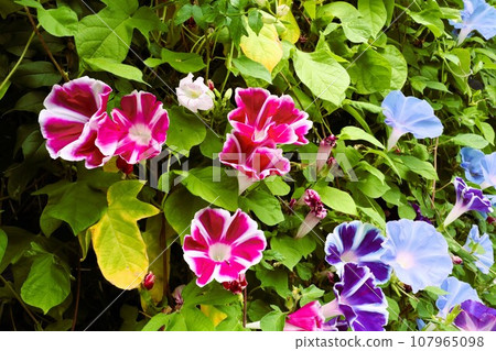 夏季花卉: 牽牛花: 牽牛花 花卉: 牽牛花: 花園花壇 夏季花卉: 牽牛花: 牽牛花 花卉: 牽牛花: 花園花壇 107965098