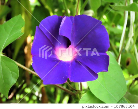 Summer flower: morning glory: morning glory flower: morning glory: garden flower bed 107965104