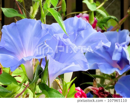 夏季花卉： 牽牛花： 牽牛花 花卉： 牽牛花： 花園花壇 107965110