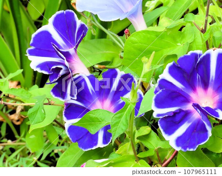 Summer flower: morning glory: morning glory flower: morning glory: garden flower bed 107965111
