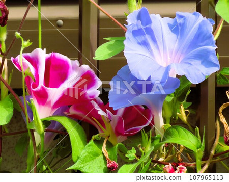 Summer flower: morning glory: morning glory flower: morning glory: garden flower bed Summer flower: morning glory: morning glory flower: morning glory: garden flower bed 107965113
