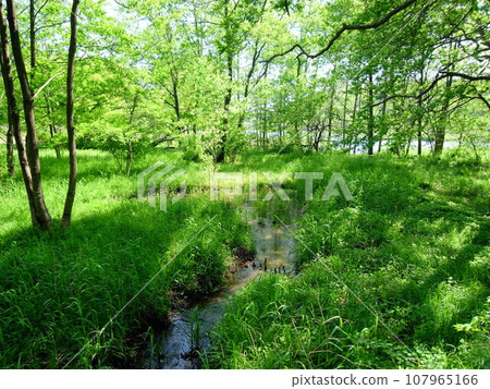 21st century forest and plaza forest landscape in spring with a stream 21st century forest and plaza forest landscape in spring with a stream 107965166