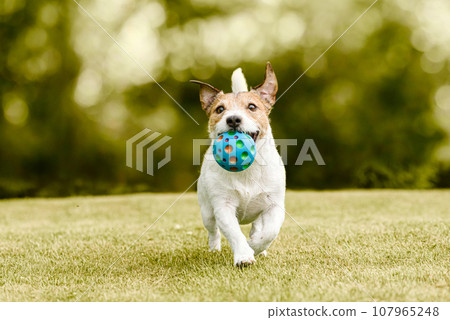 Happy dog playing with a pet toy ball training to fetch and retrieve objects 107965248