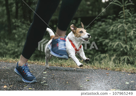 Woman jogging after rain with her dog at park path Woman jogging after rain with her dog at park path 107965249