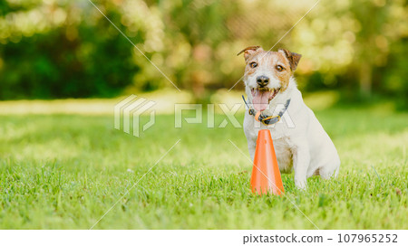 Panoramic background with a dog sitting next to training cone during obedience class in dog school 107965252