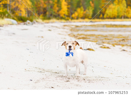 Cleaning up after your dog at the beach. Dog holding plastic bags for cleaning litter standing on sand on Fall day 107965253