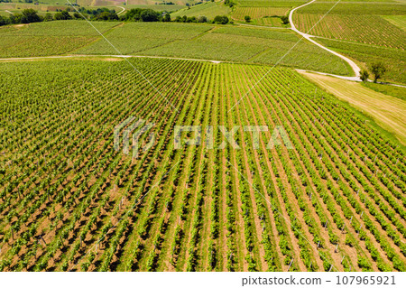 Vineyards on hills, Jura region France. 107965921