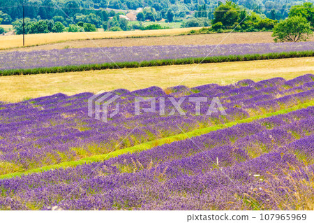 Provence landscape with lavender fields, France Provence landscape with lavender fields, France 107965969