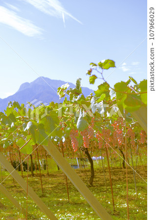Hakushu Town, Hokuto City, Koshu Grape Vineyard and Mt. Kaikomagatake Hakushu Town, Hokuto City, Koshu Grape Vineyard and Mt. Kaikomagatake 107966029