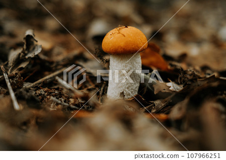 Edible mushroom Leccinum aurantiacum, Orange red capped scaber boletus in forest 107966251
