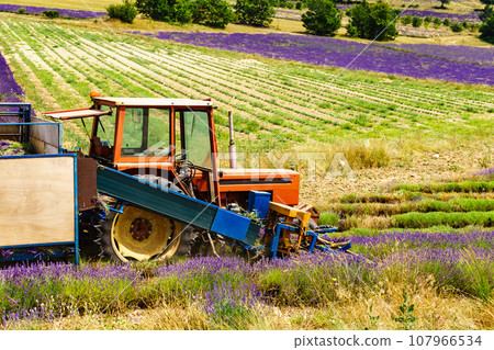 Tractor working on lavender field. Harvest time 107966534