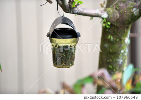 insect caught in a trap 107966549