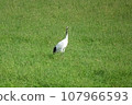 Red-crowned crane 2 in Tsurui village, Hokkaido 107966593