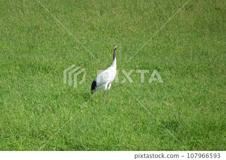 Red-crowned crane 2 in Tsurui village, Hokkaido Red-crowned crane 2 in Tsurui village, Hokkaido 107966593