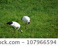 Red-crowned crane 3 in Tsurui village, Hokkaido 107966594