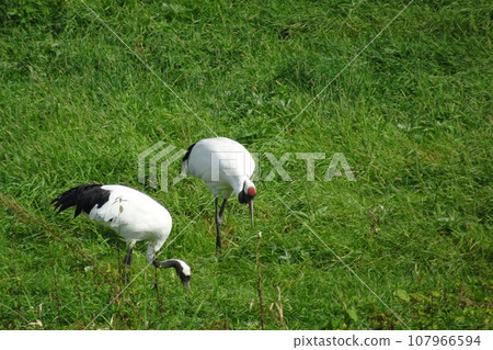 北海道鶴居村丹頂鶴3 北海道鶴居村丹頂鶴3 107966594