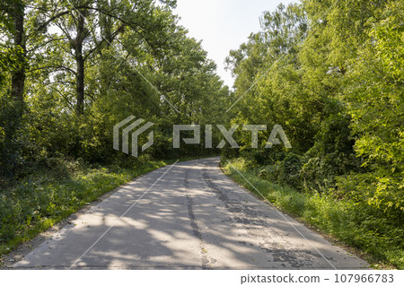 paved old road in the forest in summer 107966783