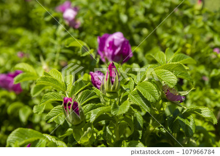 rosehip bush with red flowers in spring 107966784