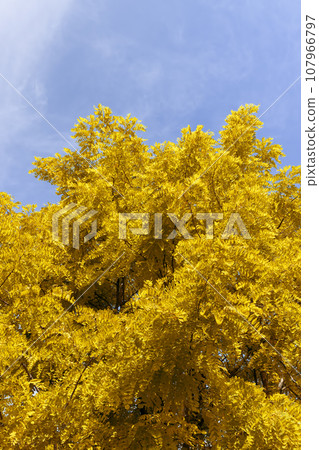 beautiful foliage of the acacia tree is white with yellow foliage beautiful foliage of the acacia tree is white with yellow foliage 107966797