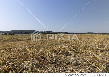 A field with cereals in the summer 107966811