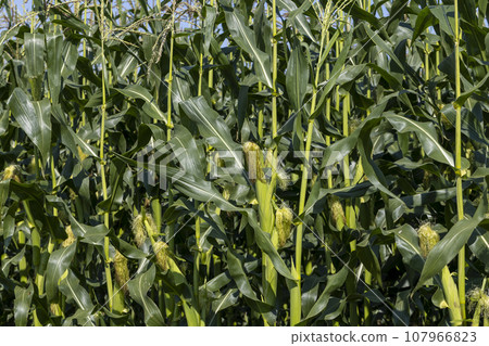 Green corn in a field in the sunny summer season 107966823