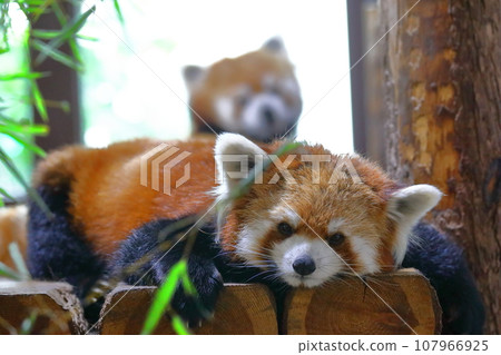 droopy red panda droopy red panda 107966925