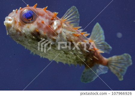 游泳的豪豬魚 游泳的豪豬魚 107966926
