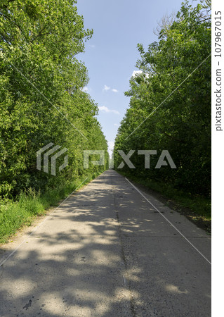 paved old road in the forest in summer paved old road in the forest in summer 107967015