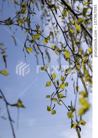 young birch with new green leaves in the spring season 107967095