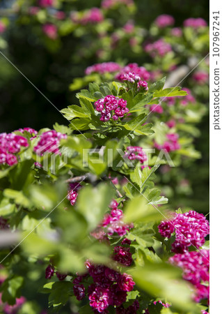 red flowers during flowering in spring park red flowers during flowering in spring park 107967241