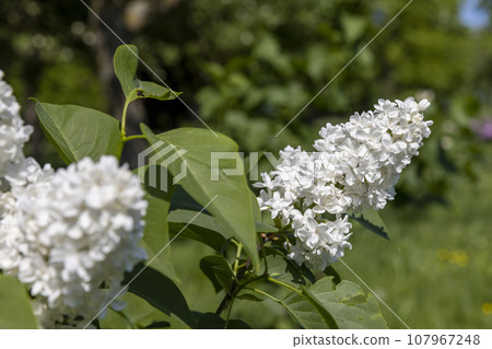 lilac flowers during flowering in spring park 107967248