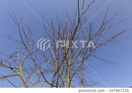 foliage on a linden tree in the spring season foliage on a linden tree in the spring season 107967256