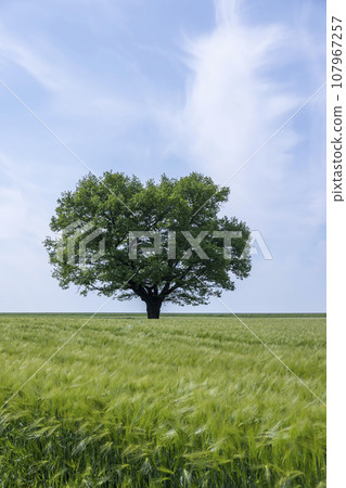 one oak with green foliage in the summer field 107967257