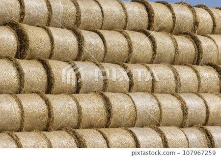 stacks of wheat straw in the field after harvest 107967259