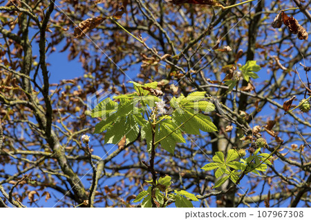 the impact of global warming and the second chestnut bloom during the year 107967308