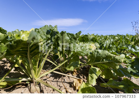 green foliage on sugar beet in a field green foliage on sugar beet in a field 107967333