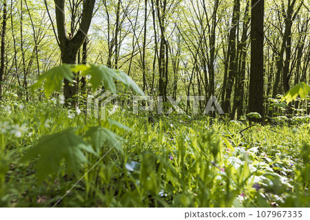 new green foliage on deciduous trees in the forest in the spring season new green foliage on deciduous trees in the forest in the spring season 107967335