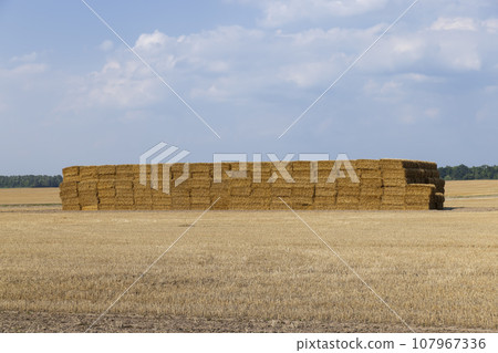 stacks of wheat straw in the field after harvest 107967336