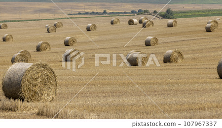 stacks of wheat straw in the field after harvest stacks of wheat straw in the field after harvest 107967337