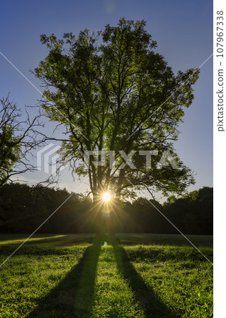 deciduous trees in the park in the autumn sunny dawn 107967338