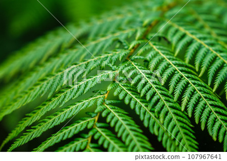 Close up view Sphaeropteris cooperi or Cyathea cooperi lacy tree fern, scaly tree fern alsk known Austrialian tree fern green leaf fronds and leaflets texture and pattern Close up view Sphaeropteris cooperi or Cyathea cooperi lacy tree fern, scaly tree fern alsk known Austrialian tree fern green leaf fronds and leaflets texture and pattern 107967641